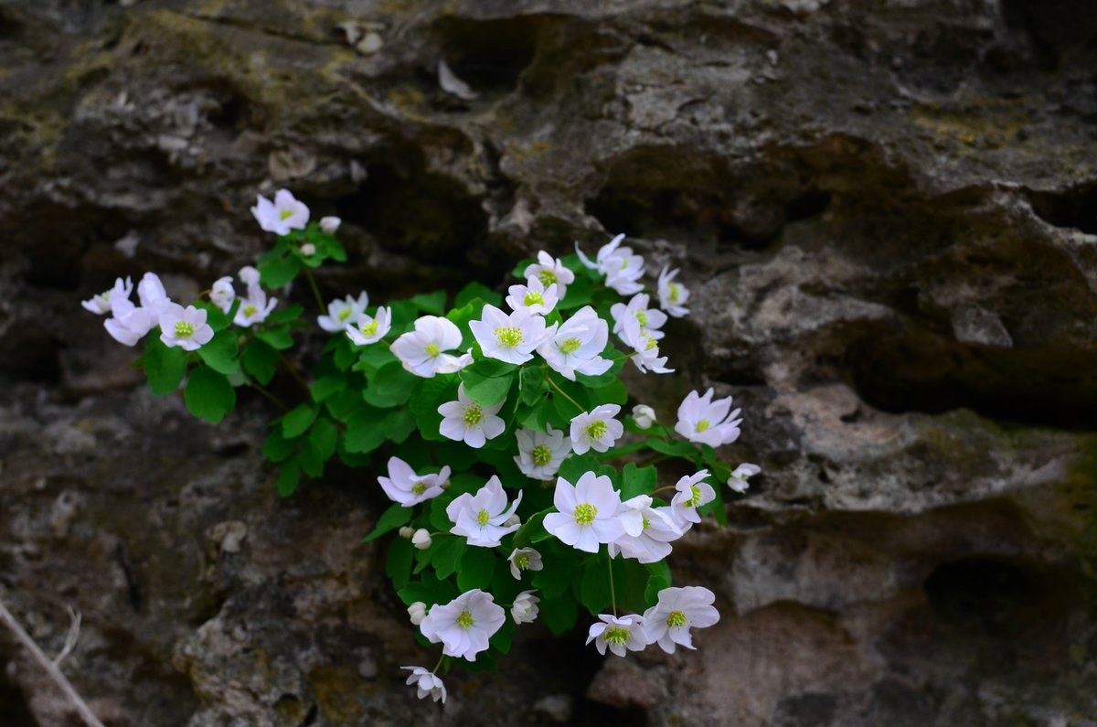 LSU Research tweet media
