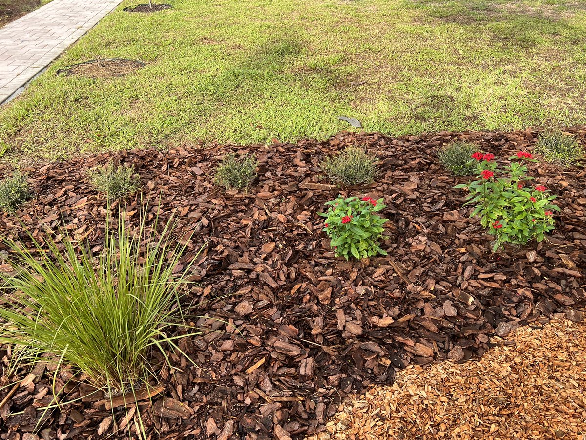 Hahn_science's tweet photo. Our banner is up and our Garden of Dreams is complete! Last year one of my classes participated In the Everglades Champions program. The students applied for a grant because they wanted more native plants on campus and they got it! The students will enjoy l this peaceful area!! https://t.co/43doYhec2t