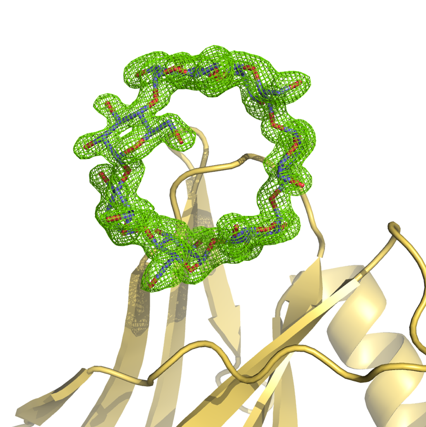 Our latest research on #glycogenmetabolism has been published with <a href="/SpringerNature/">Springer Nature</a> in <a href="/NatureComms/">Nature Communications</a>, rdcu.be/cXTjA. Great collaborative effort from <a href="/CIBIO_UniTrento/">CIBIO - UniTrento</a>, <a href="/UniTrento/">Università di Trento</a>, <a href="/elettrasincro/">Elettra Sincrotrone Trieste</a>, <a href="/IC_CNR/">Institute of Crystallography</a> and @DiSC_UniPD.