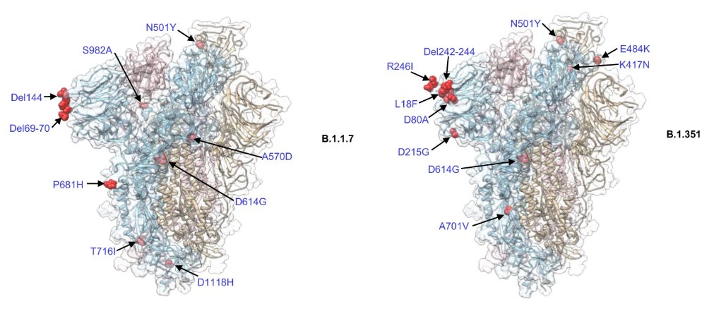 infdisease_news's tweet photo. A team at @HKUniversity including Dr. Zhiwei Chen conclude that individual #SARCoV2 spike mutations influence viral infectivity and vaccine immunogenicity.
Designing #VariantOfConcern-targeted vaccines may be necessary to overcome immune invasion.
📎 :https://t.co/nVTa6tdUsX https://t.co/f3NotCoJcO
