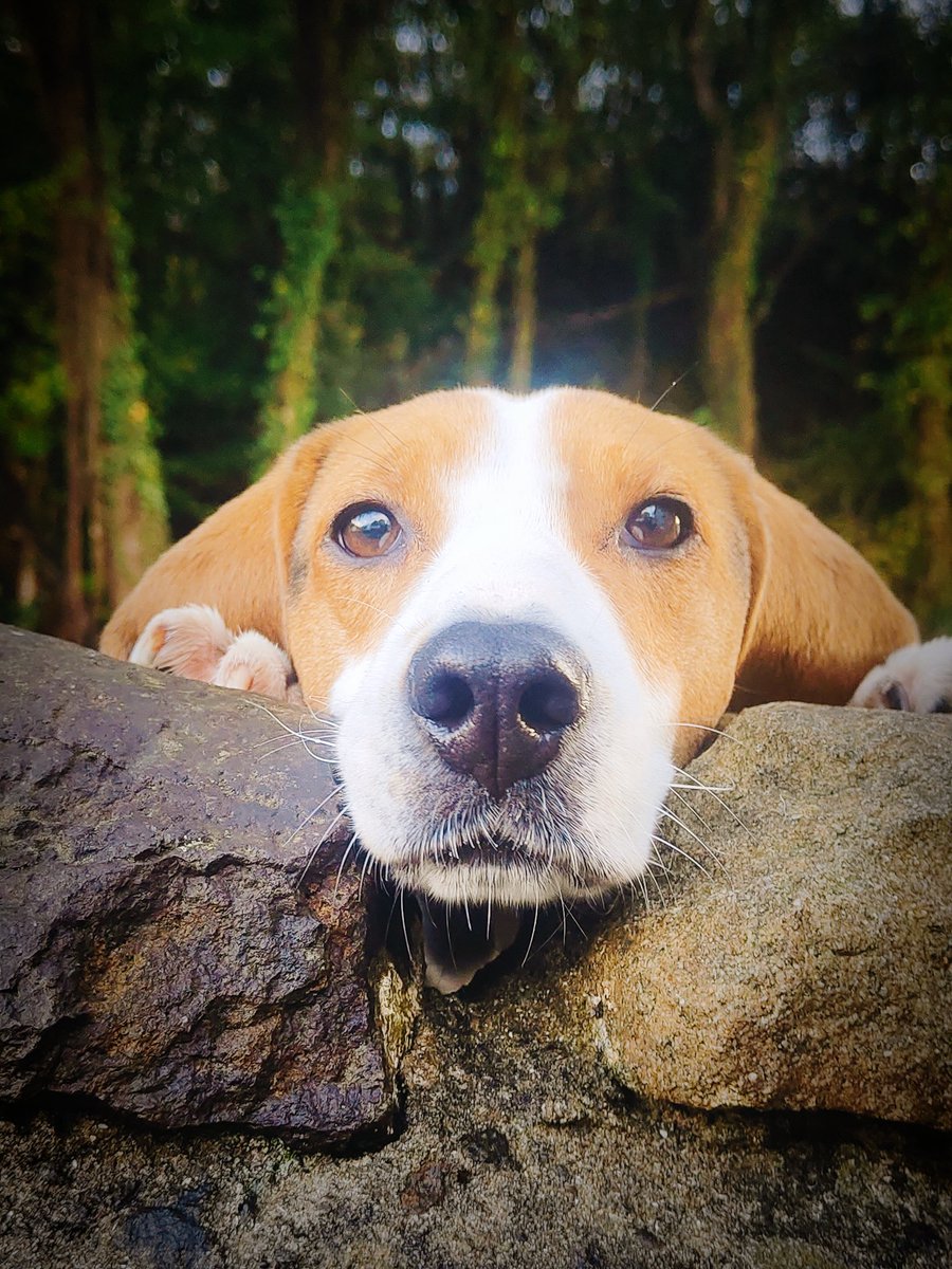 samwoki's tweet photo. @BBCCountryfile ruby the beagle cross not sure from South Wales cwmynyscoy pontypool rescue dog from war torn Bosnia #dogs https://t.co/aeHX0N6pKr