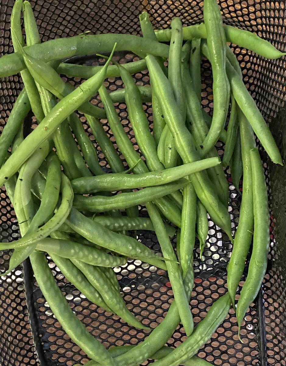 NickDexter1957's tweet image. The first crop from the Secret Garden at Whitton Community Centre. From small beginnings . . . @WhittonCommCtr #HeathfieldAndWhitton #CommunityGardening