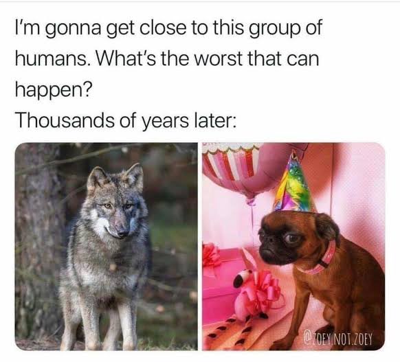 LovedogLuna's tweet photo. Sorry dude. https://t.co/dfGGyHQUfS