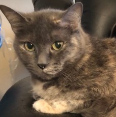 DJencat's tweet photo. Downtown Snugs is deep in thought over this week's music! #CatDJs #CatsOfTwitter #IndieMusic #thursdayvibes https://t.co/VIWi7tRYGr