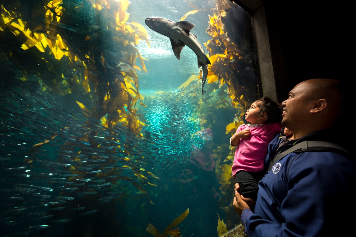 Today marks @MontereyAq's 38th year of inspiring conservation of the ocean! So amazed at the impact of this institution -- far beyond what any of us imagined back in 1984. My deepest thanks to all!