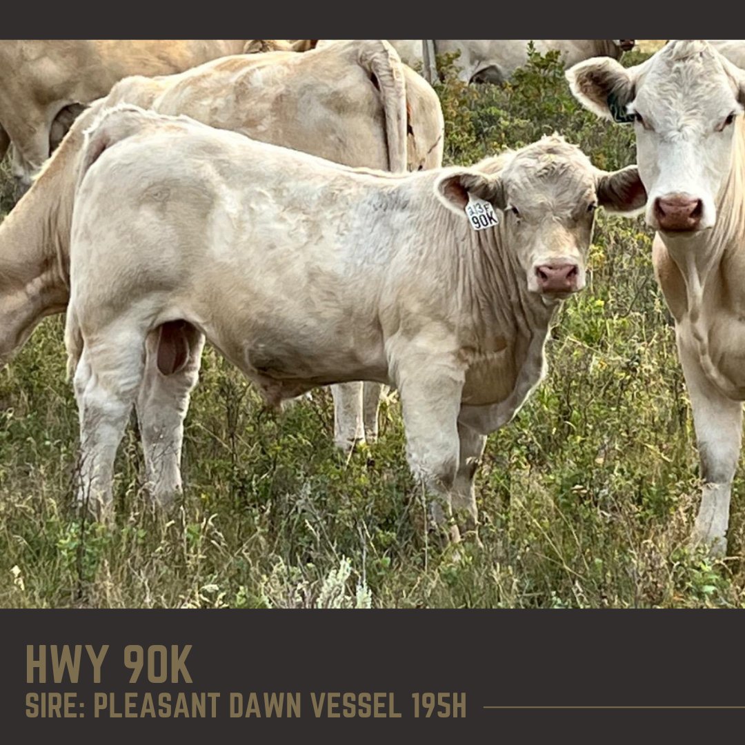 21Highway's tweet photo. Our 2nd annual bull sale will take place on March 20, 2023 at Highway 21 Ranch at Hanna, AB. Watch for purebred Charolais bull, HWY 90K, and our other great bulls that will be on offer.
#bullsale #beefgenetics #albertaranch #albertaranching #albertaag #bulls #charolais https://t.co/uTwwxsnBlM