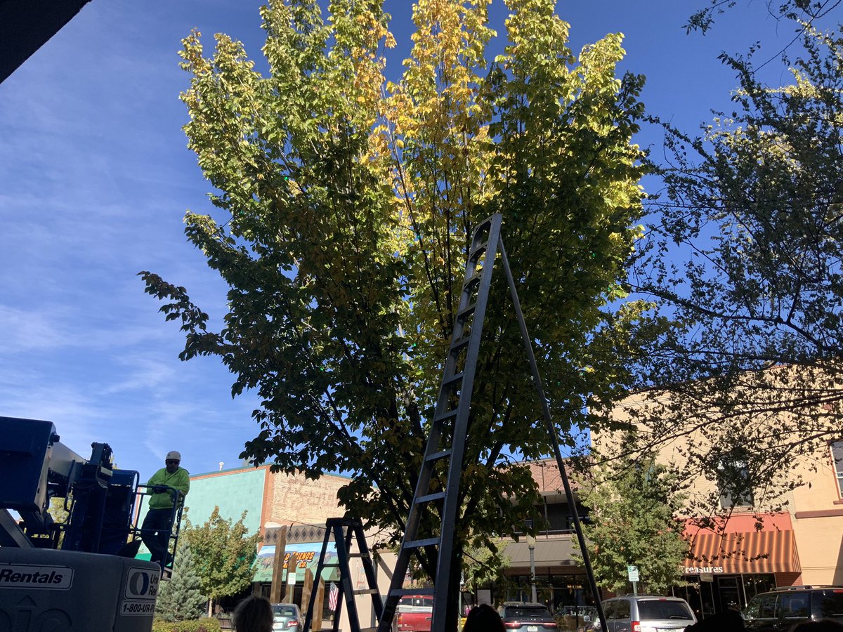 ToastedPixie's tweet image. Guess what’s happening? They are putting up Christmas Lights! WOOT!