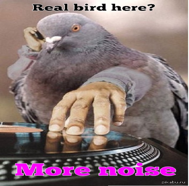 odostrov's tweet photo. @RealBirdsGOV @SOLBigBrain https://t.co/wbQpKDhGqC