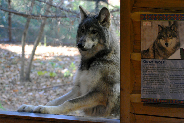 HourlyWolves presents: