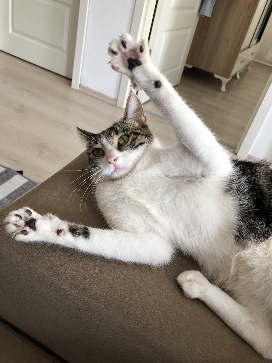 1903_zaferr's tweet photo. Mama çalarken yakalanan kedi teslim oldu.. https://t.co/HtTpTN48TW