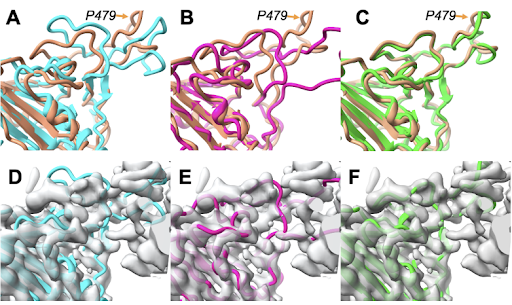 naturemethods's tweet image. An iterative approach for improving #AlphaFold protein model quality using experimental density maps, where rebuilt models are used as templates in new AlphaFold predictions, from @TerwillTom and colleagues. 
OA paper: nature.com/articles/s4159…