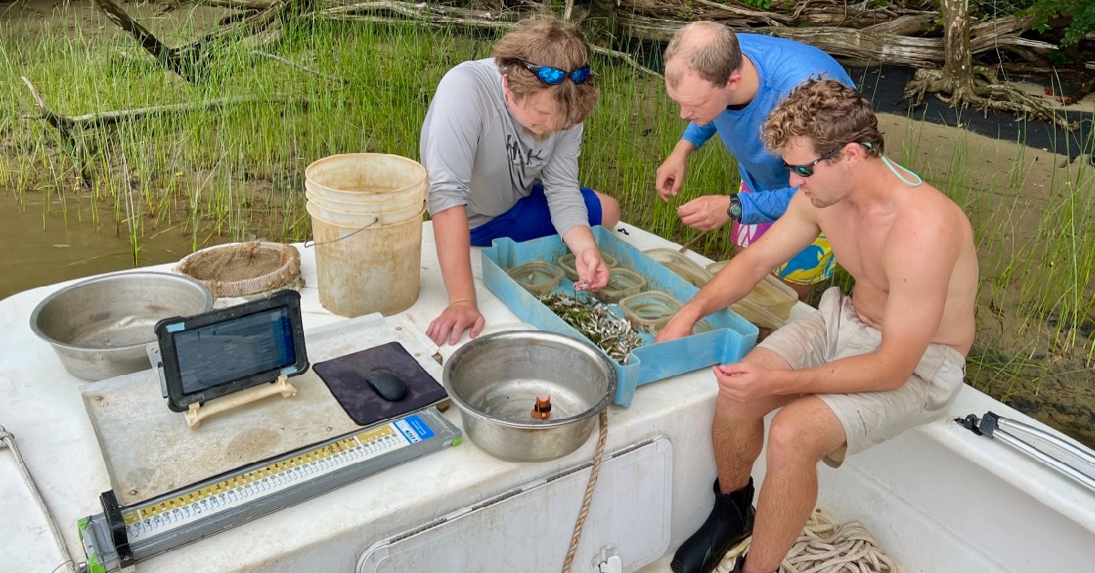 #VIMS survey suggests another average class of young-of-year striped bass was produced in Virginia tributaries of the #ChesapeakeBay in 2022. The 2022 year class are fish hatched this spring that will grow to fishable sizes in 3-4 years: bit.ly/sbss2022
