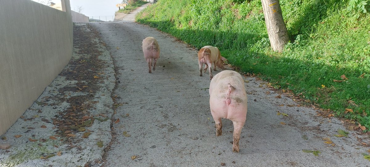 Goita que canviem de pis 🐖🐖🐖