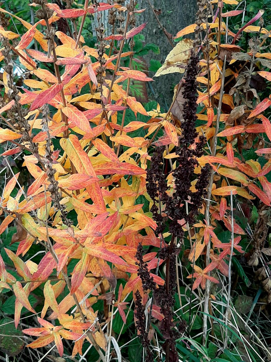 Bureau_RIS's tweet photo. Inheems met een krachtige #herfstkleur; #kattestaart #Lythrum https://t.co/jQApsh0290