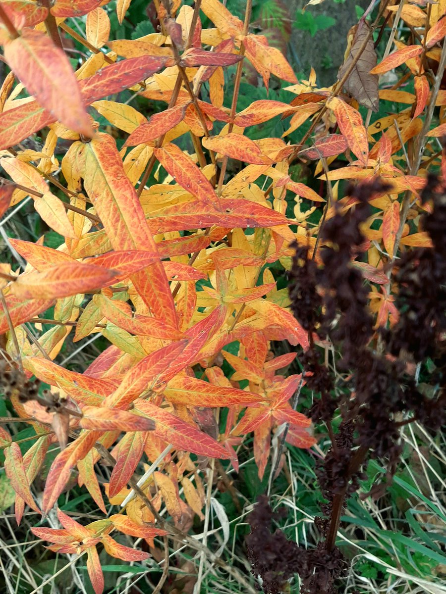 Inheems met een krachtige #herfstkleur; #kattestaart #Lythrum