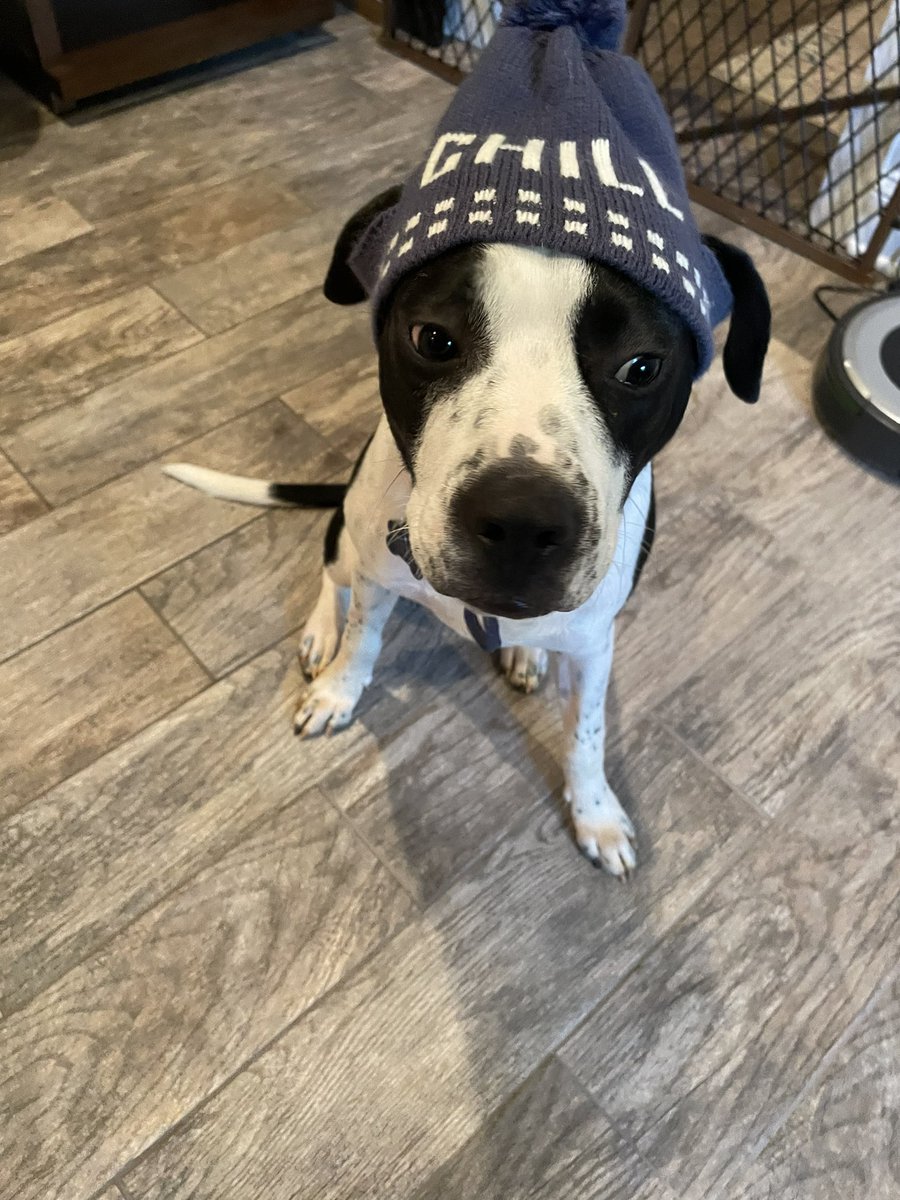 Ripley can rock a hat! In addition to his keen sense of style he also is a professional squeaky ball retriever, zoomie pro, rockstar walker &amp; cuddler. Let’s find this pup a FURever home! Ripley is available for adoption HSUC.org #beckysfosterfunhouse #adoptdontshop