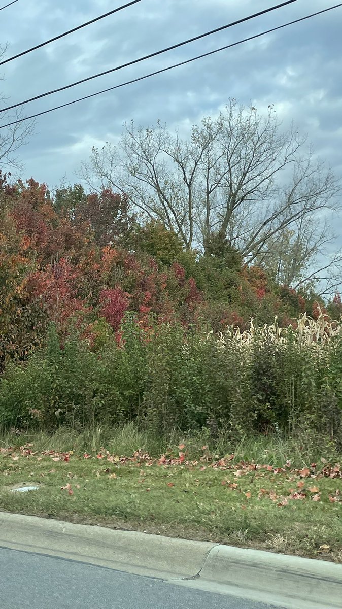 DianeDesignaAI's tweet photo. When you land in Columbus and memories come flooding back with corn fields & beautiful vibrant autumn leaves🍊🧡🍁🍂#columbus #midwest #wedding #WeddingWeekend #friendsweekend #nationalfriendshipday https://t.co/t9CZmwG7DX