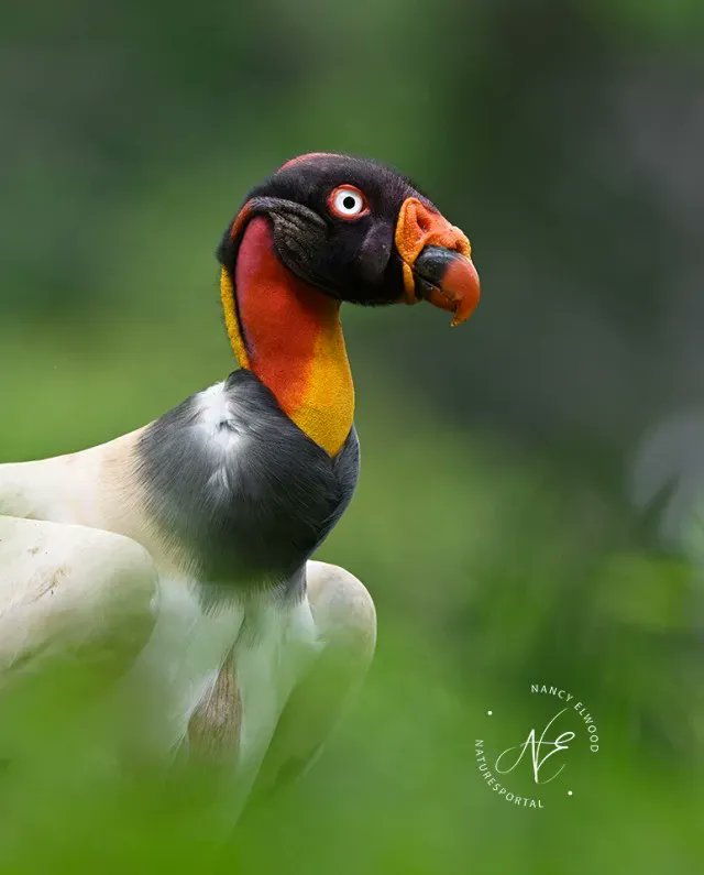 Join Nancy (NElwood) for a #photography trip to #Galapagos or #CostaRica in 2024. Image by NElwood.
bit.ly/3ESzaFi 
#nikon #user #community #learning #travel