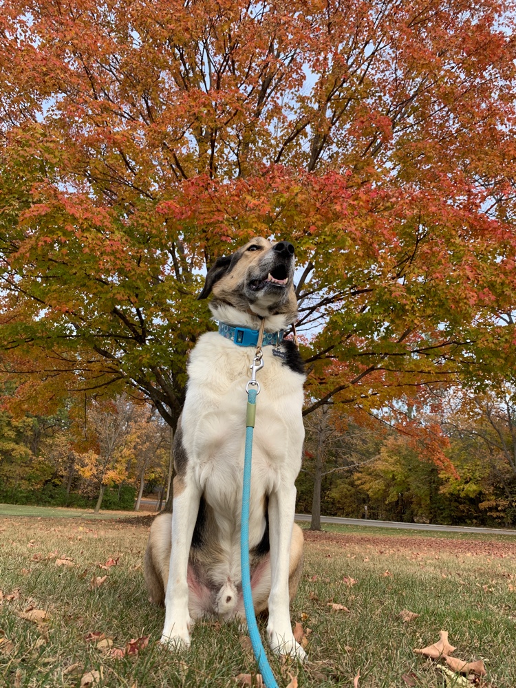 HeatherRende's tweet photo. I just #ResQwalked 1.77 mi in support of animals in need! Thanks  https://t.co/GdcPthwXSw https://t.co/e4dEr2e561