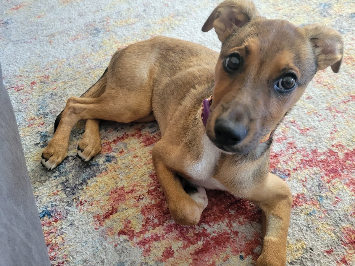 #mWISE was a blast, and I'll have more thoughts on that soon, but coming home to a new member of the family was the highlight of an already great week. Welcome Cora Snickerdoodle Semrau!