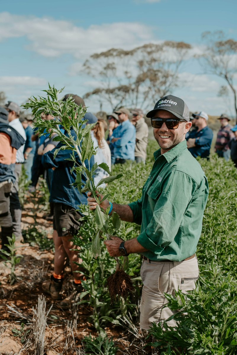 GroupMIG's tweet image. Have you seen any safflower out and about this year?
.
.
We visited the latest varieties from GO Resources with high oleic acid traits on our 2022 Spring Field Day. Can't wait to see some harvest results!
#safflower #cropping #harvest22 #australianagriculture #australianoilseeds