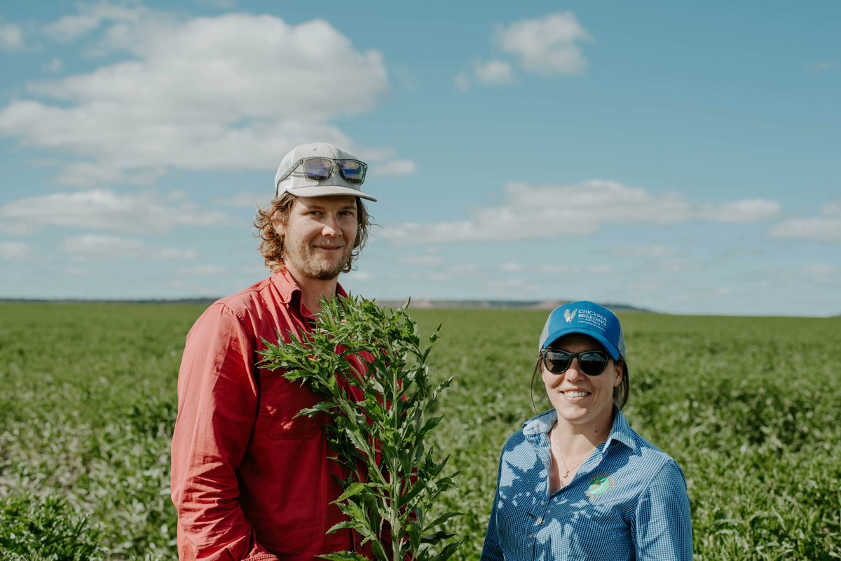GroupMIG's tweet image. Have you seen any safflower out and about this year?
.
.
We visited the latest varieties from GO Resources with high oleic acid traits on our 2022 Spring Field Day. Can't wait to see some harvest results!
#safflower #cropping #harvest22 #australianagriculture #australianoilseeds