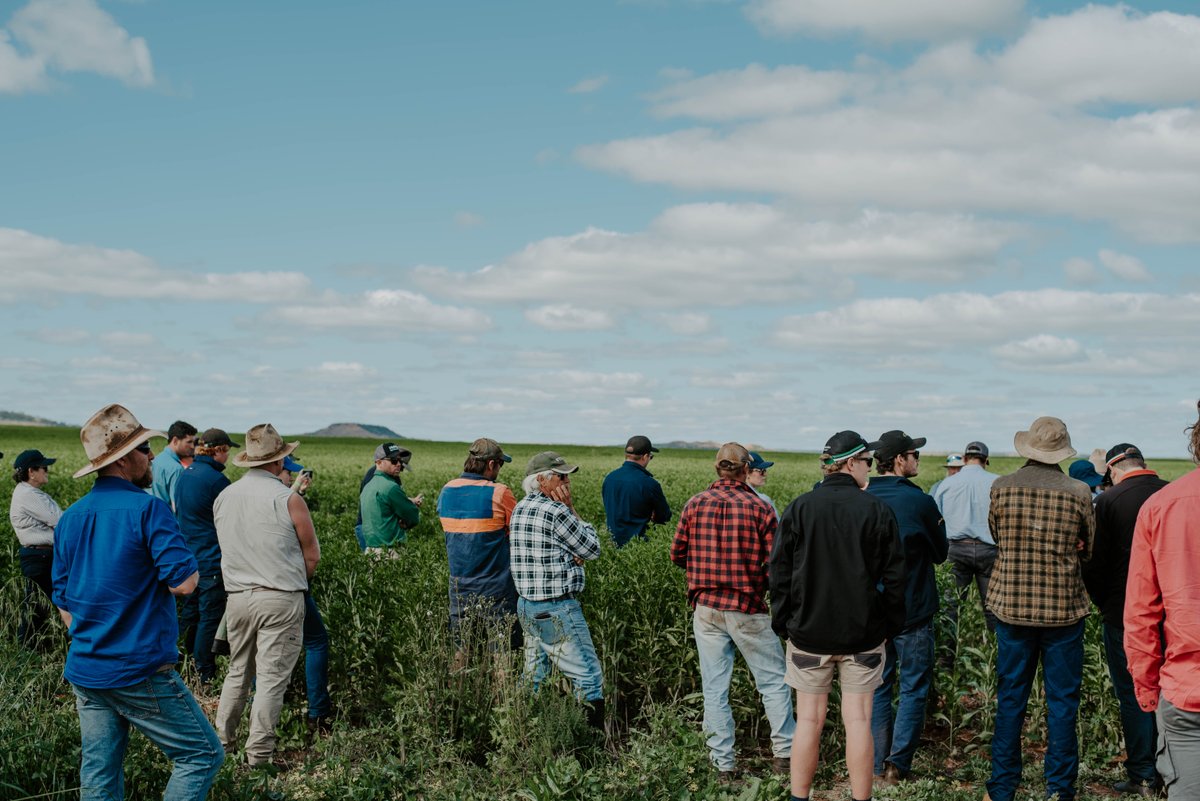 GroupMIG's tweet image. Have you seen any safflower out and about this year?
.
.
We visited the latest varieties from GO Resources with high oleic acid traits on our 2022 Spring Field Day. Can't wait to see some harvest results!
#safflower #cropping #harvest22 #australianagriculture #australianoilseeds