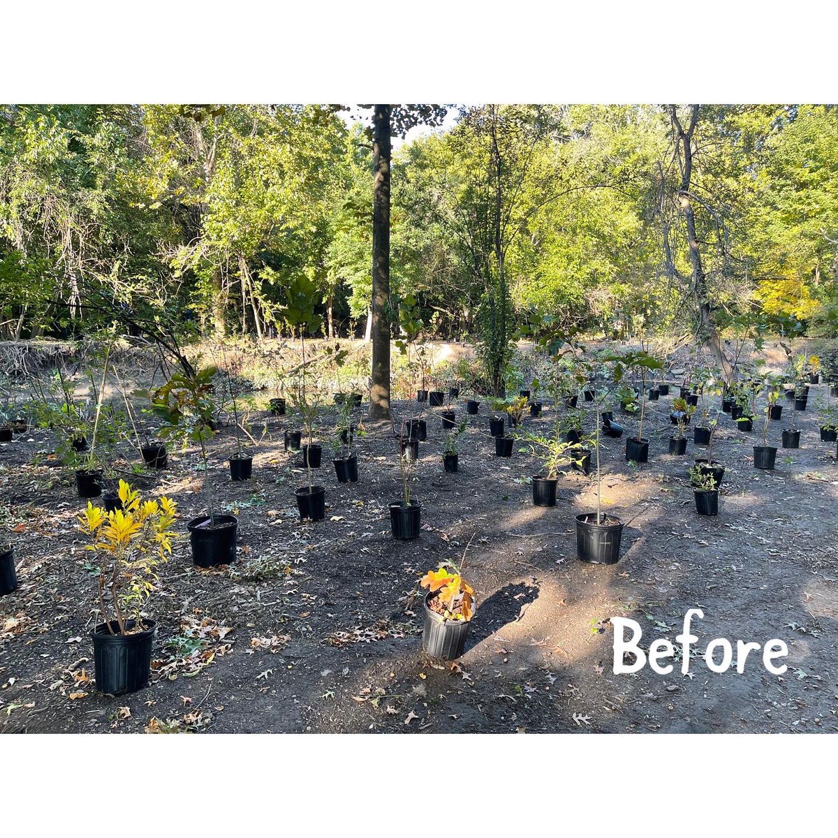 BxRiverAlliance's tweet image. We had a wonderful time at Bronx Park for the #TDtreedays Planting Event. In just under three hours we were able to plant 610 trees with the help of over 50 of their volunteers! Together we’re making the Bronx a better place for the communities that we serve!