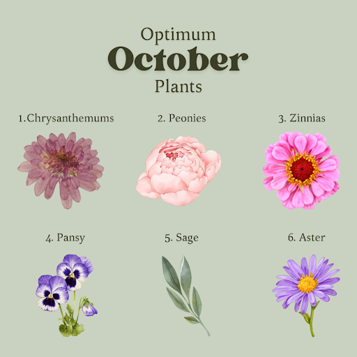 Element_Cert's tweet image. Autumn is here and we have our favorite autumn plants.😍Comment which one you love the most!

#fallseason #autumnharvest  #autumn #gardenlife #fallflowers #testyoursoil