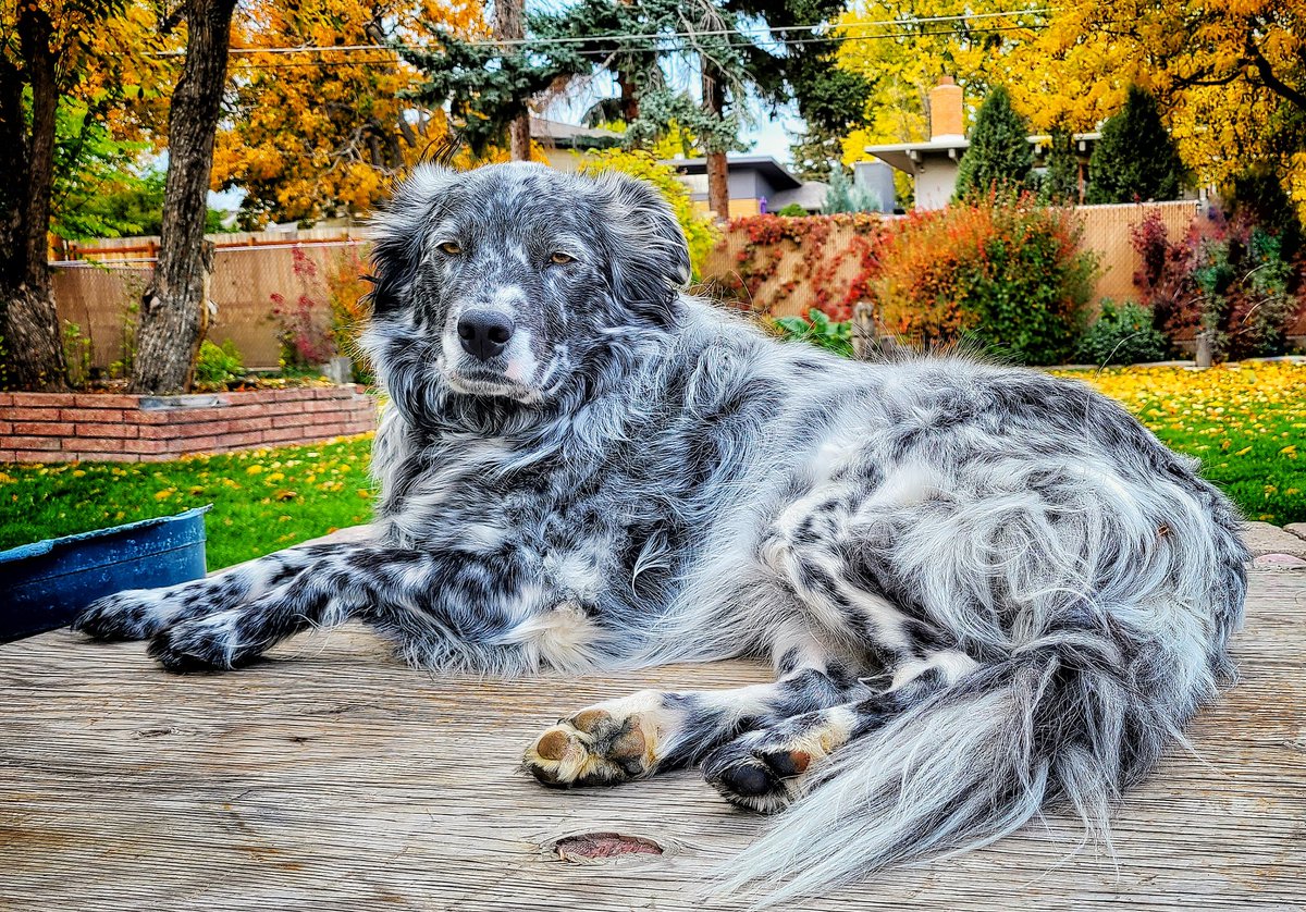 TonyBynum's tweet photo. Who's the beautiful border collie / blue healer? That's Leo. He's 3. #dogsoftwitter #bordercollie #bluehealer #montana https://t.co/cSlUuNfrZS