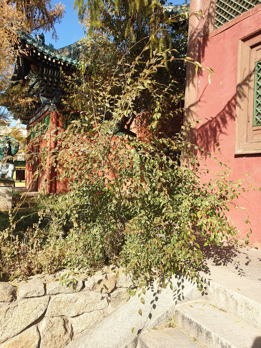 Зайсанд утаа үнэртээд сэрчихлээ. Өглөөний мэнд