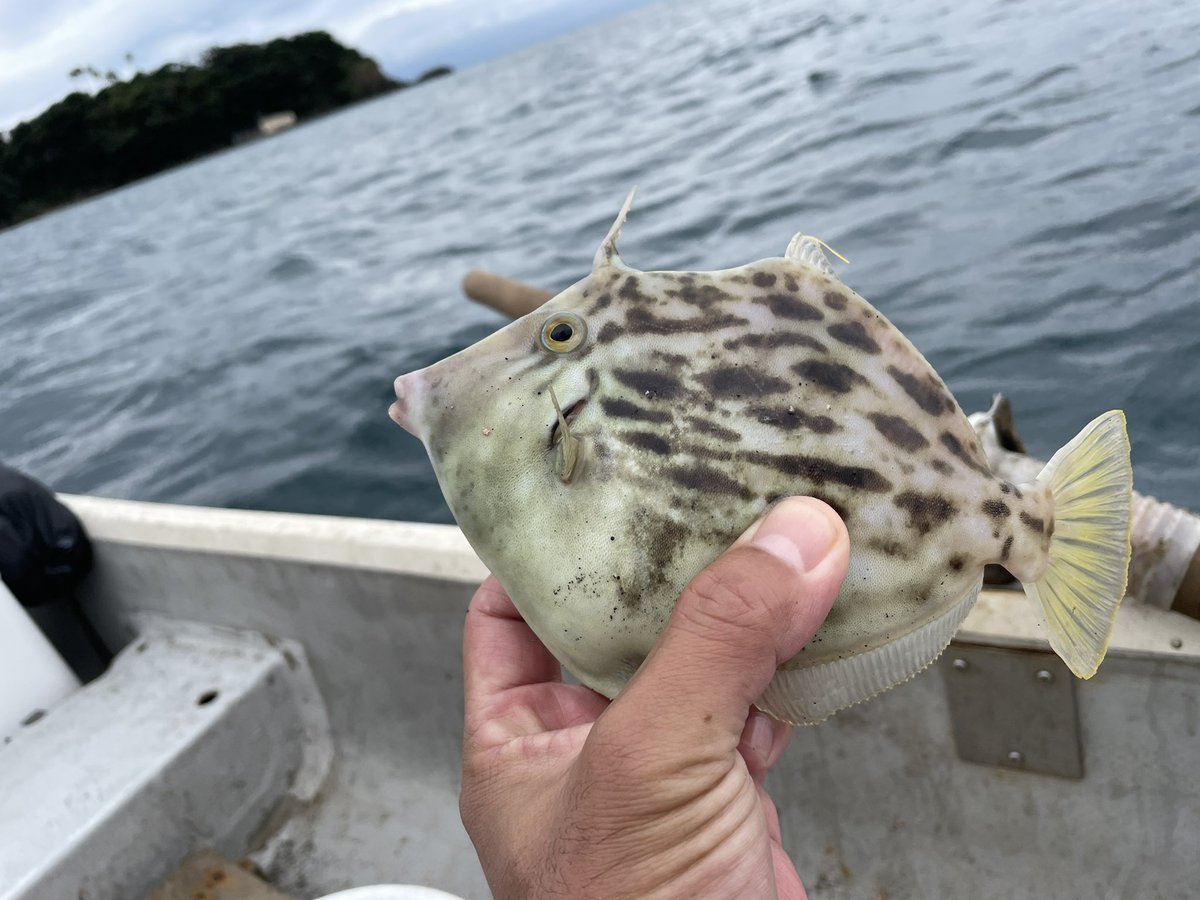 BanplusT's tweet photo. 超初心者なのに釣れた！
最近ハマっている手漕ぎボート釣りです。
都心から80分、油壺のレンタルボート詳細と周辺情報はこちら↓

https://t.co/d9WgWbgVP9

#ボート釣り #釣り初心者 #レンタルボート #油壺 #三崎 #三浦半島 #釣り https://t.co/3Y0QQjBLhb