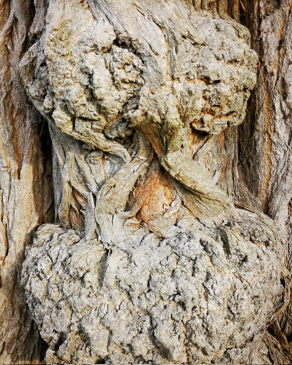 ShayNicol23's tweet photo. #Tree kinda days. Tree art research #blacklocusttree bark and burl, beautiful textures, then downed tree from storms earlier in the year in #easthamwoods. Maggie for scale! ๐#dogsoftwitter https://t.co/L7Pf5DX3oe