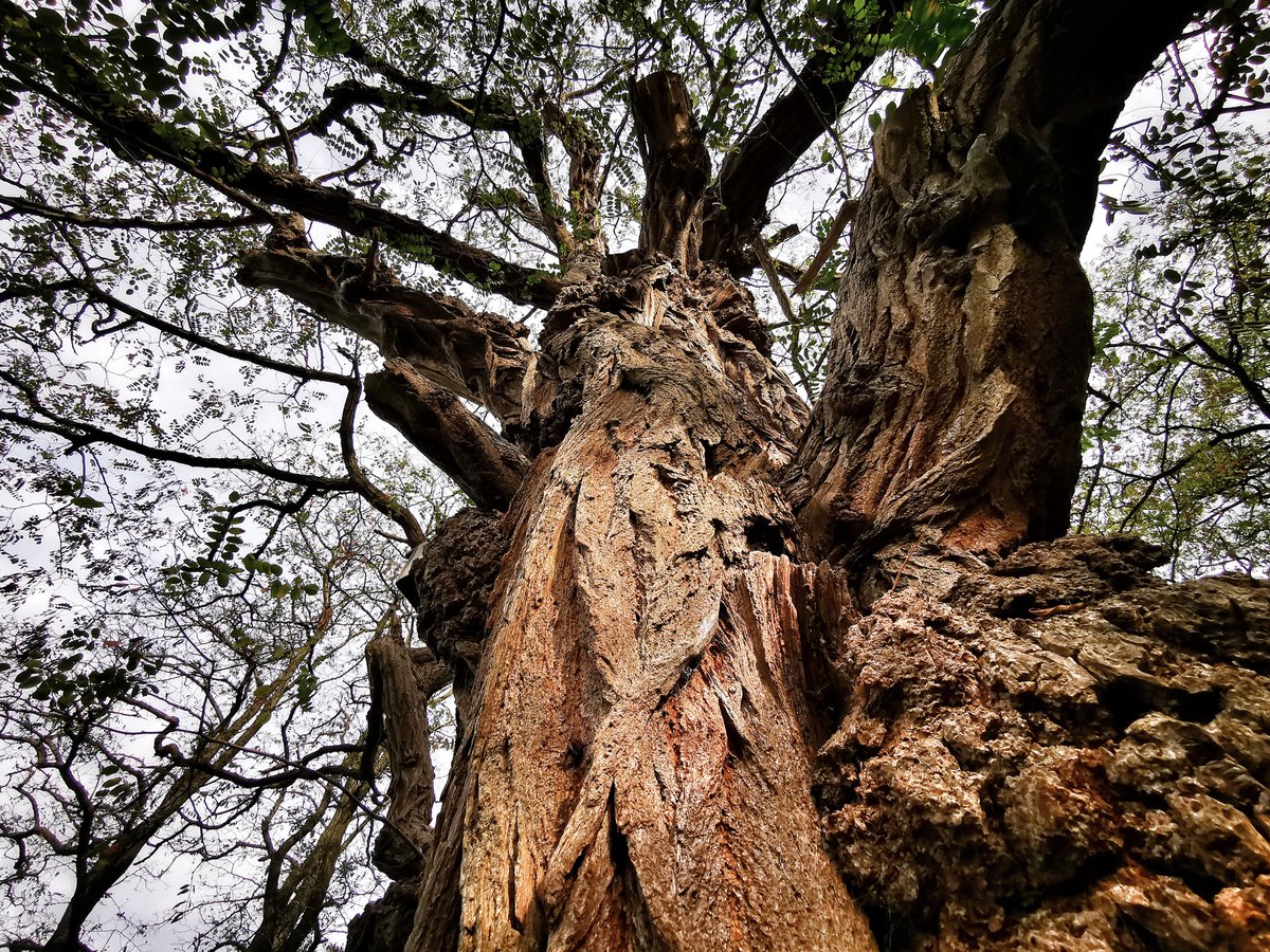 ShayNicol23's tweet photo. #Tree kinda days. Tree art research #blacklocusttree bark and burl, beautiful textures, then downed tree from storms earlier in the year in #easthamwoods. Maggie for scale! ๐#dogsoftwitter https://t.co/L7Pf5DX3oe