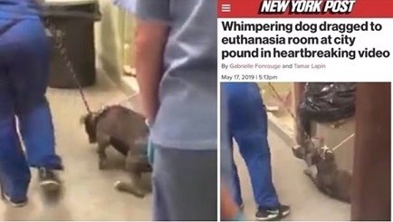 AnubisSekhmet's tweet photo. @NYCACC @NYCMayor @mayorsCAU @ASPCA So former ACC managers Aurora Velasquez &amp; the infamous Summer Dolder will not be charged in the killing of family dog Saint at #AcctPhilly in #Philadelphia? Both are notorious NYC ACC killers. Dolder was featured in a #nypost article for the cruel dragging &amp; killing of Maverick. https://t.co/hjmBec9yEk