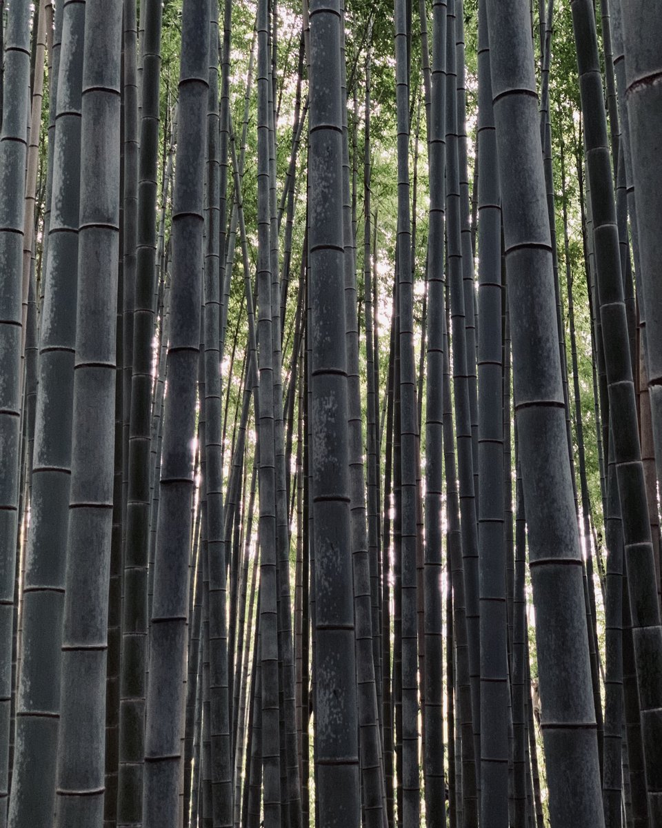 IOJjapantravel's tweet photo. When you arrive in the bamboo forest, find a place with few people, close your eyes and enjoy unique music, one of the most beautiful in Japan. The sound of bamboo.
#bambooforest #soundofbamboo #bamboo #bamboobamboo #japan #insideoutjapan https://t.co/moxCYiUias