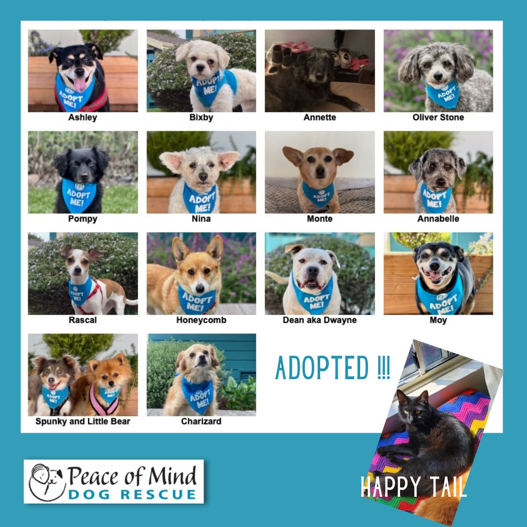 peace_rescue's tweet photo. Thanks to you, another 15 dogs have gone to their forever homes in the last two weeks!π
We have also provided financial assistance to 28 Helping Paw clients and their pets. We are also providing 22 walking brigades for clients.
#gratitude
#community
#allgooddogs https://t.co/o43ceT3OKa