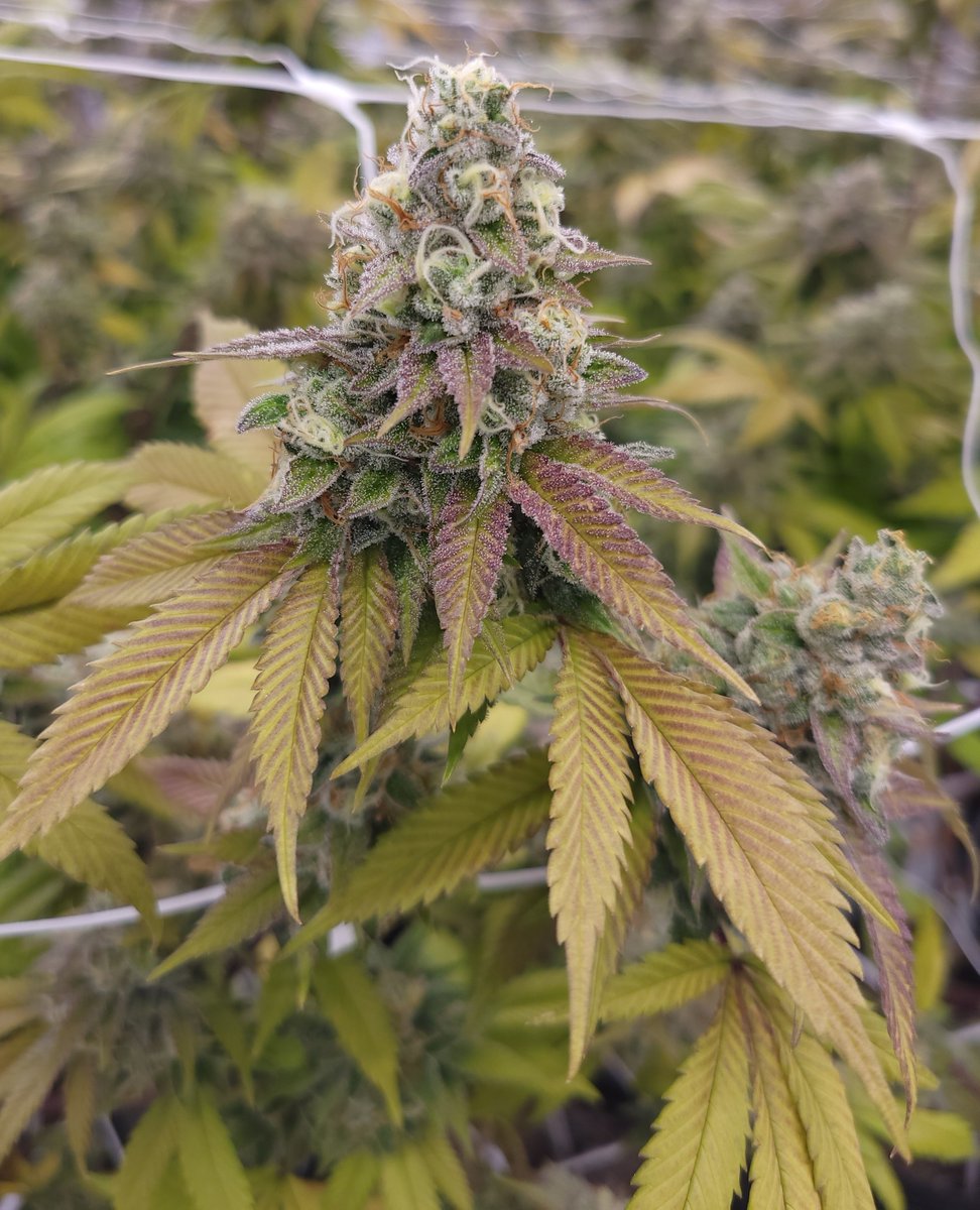 The Dank is looking frosty🥶

The Dank #3 1 gram, whole flower pre-rolls are now available in Ontario from Tommy's Craft Cannabis