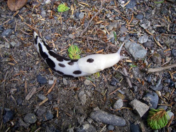 Weird_AnimaIs's tweet photo. The white banana slug.

(Photo flickrdhelling01) https://t.co/AfpyXhIZWR