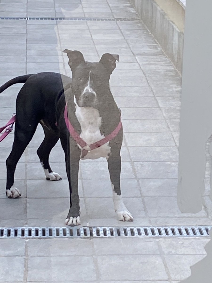 svturnbiu's tweet photo. @bsumettikuI my luna ☹️☹️💗💗💗 #bubblespets https://t.co/RfgmQWCJPp