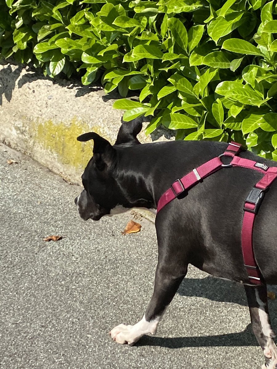svturnbiu's tweet photo. @bsumettikuI my luna ☹️☹️💗💗💗 #bubblespets https://t.co/RfgmQWCJPp
