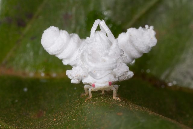 Weird_AnimaIs's tweet photo. The waxy planthopper nymph!

(Photo Troy Bartlett) https://t.co/GWgTIHzcEj
