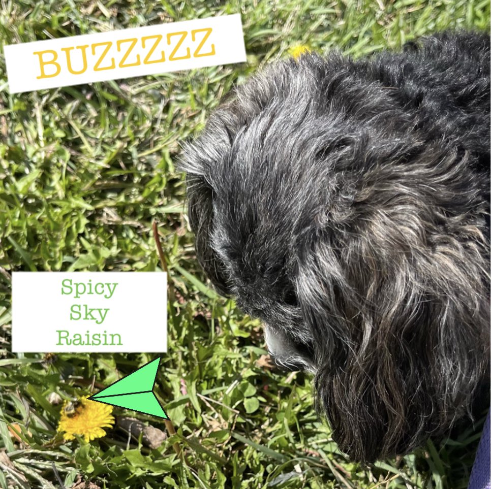 Sniffing dis dandelion when me found me self in a stand off wif a spicy sky raisin (Mama is relieved me didn’t eat it) 🐝🌼 #dogsoftwitter #DogsOnTwitter #dogs #bee #buzz #thursdayvibes #thursdaymorning