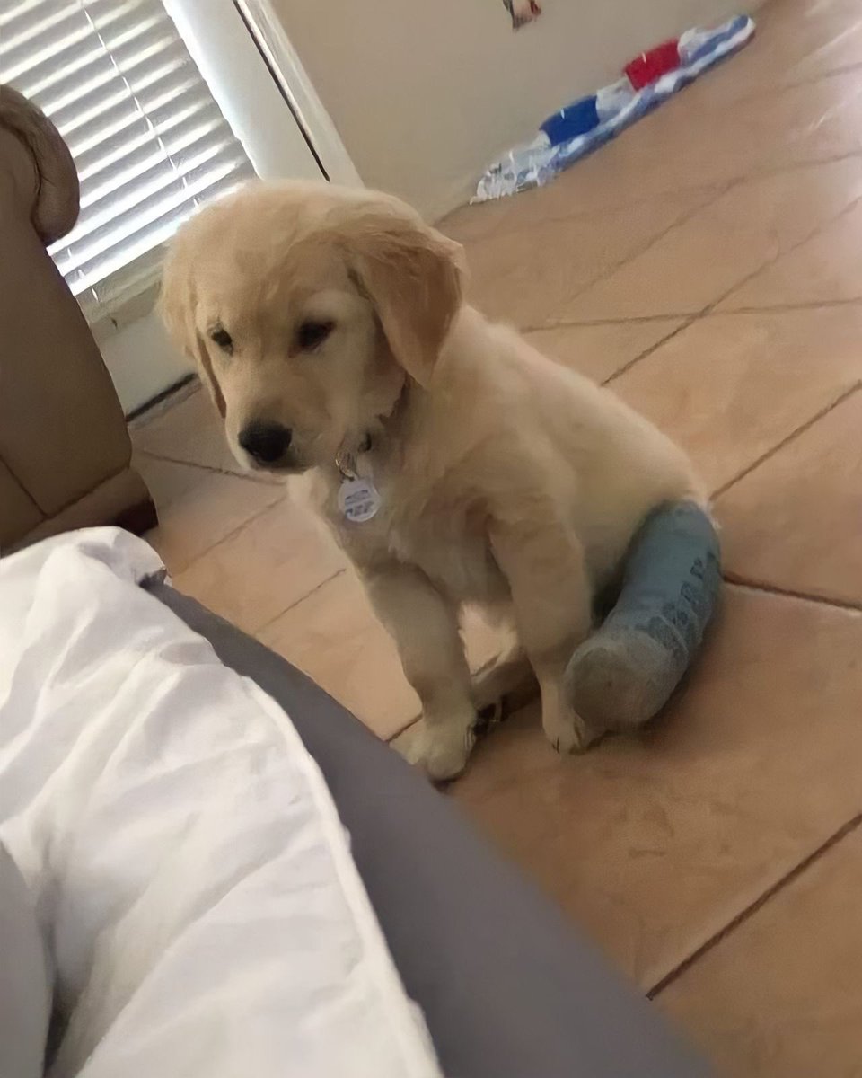 uIisesduh's tweet photo. se rompió su patita🥹 https://t.co/1xu3DmNiDp