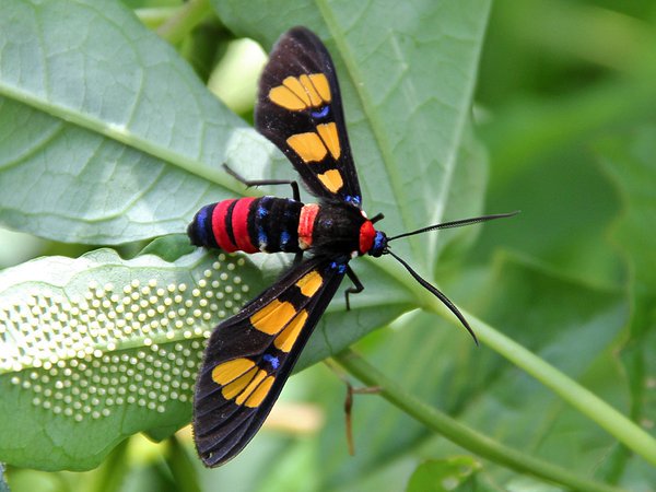 Weird_AnimaIs's tweet photo. Wasp moths are actually moths that mimic wasps to protect themselves from predators.

(Photo flickr/sandeepak) https://t.co/ljVBOtHgxZ