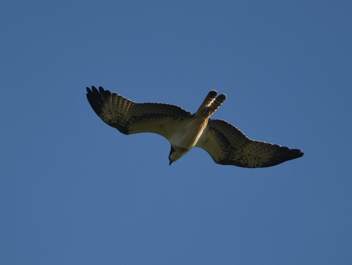 Baldbirder1's tweet photo. Nice #Osprey flew over @longstonelodge (twice!) on #StMarys, IOS, this afternoon. @ScillyWildlife #birdphotography #nature #Raptors https://t.co/Yjvxuqh44R