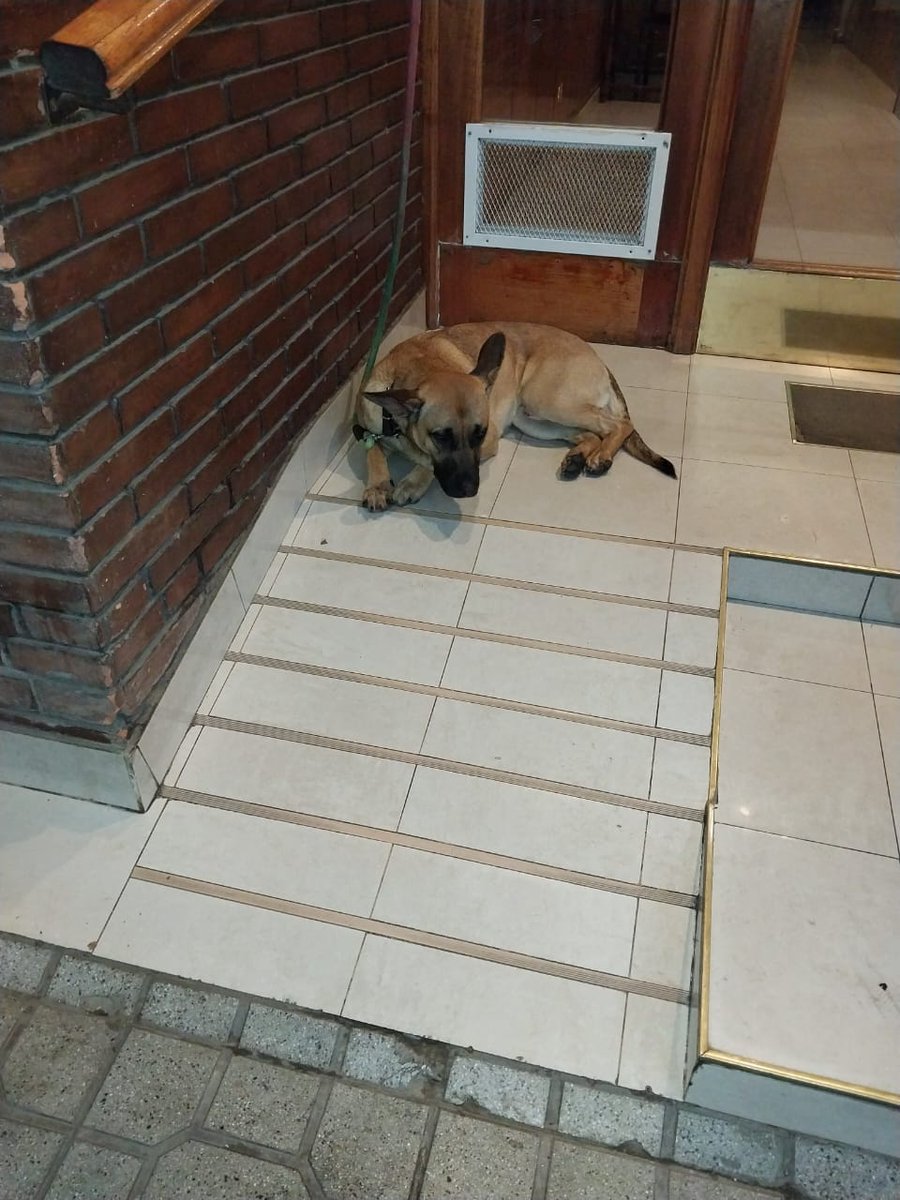 Tabyta201's tweet photo. calle. Los vecinos le dan de comer y agua pero no lo pueden entrar... Quien pueda darle tránsito por favor avise y se traslada. El traslado es gratuito 1165966002 https://t.co/2zpJ5gewsh