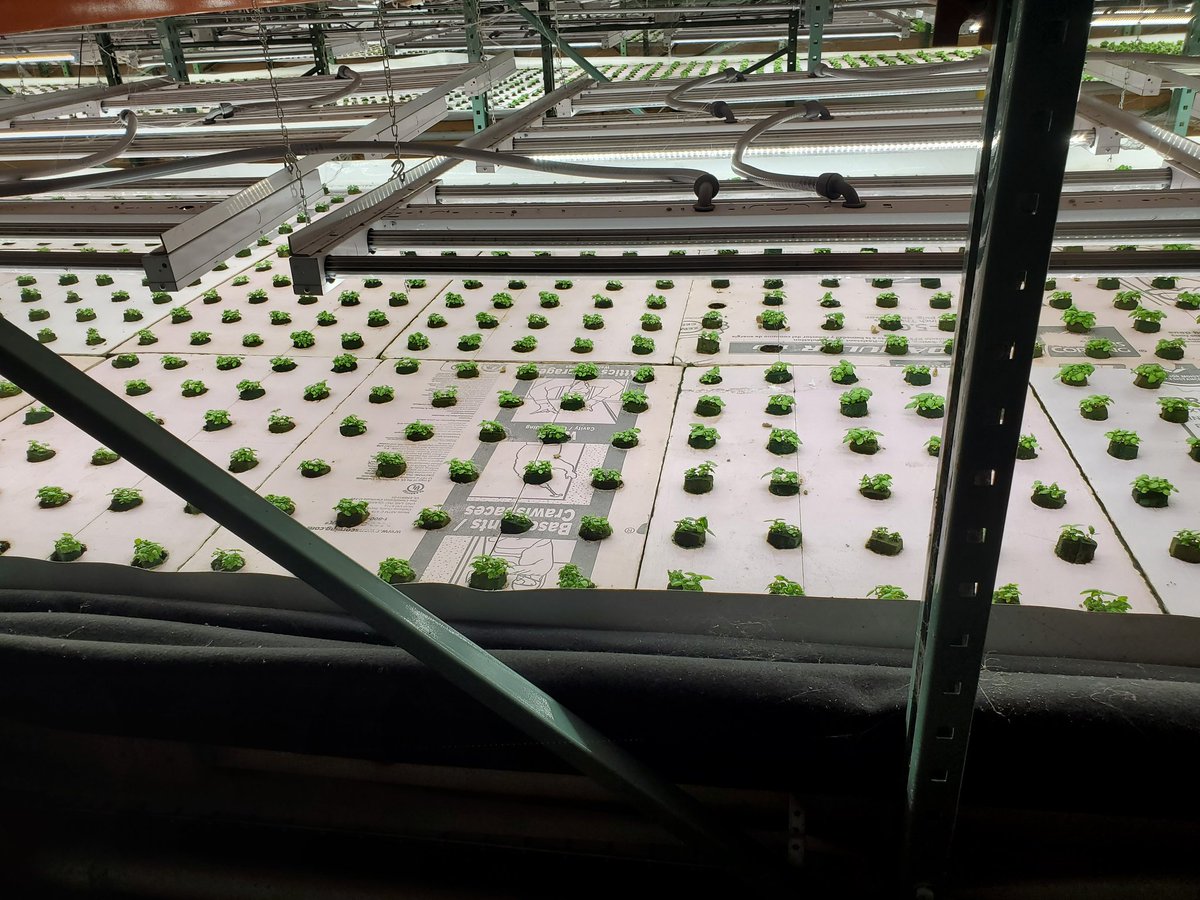 ROMELab_morgan's tweet photo. Last week our PI @DrJessyeTalley was able to connect with Envista Farms to learn more about their hydroponic system.Looking forward to future collaborations. #thaibasil #hydroponicfarms #urbanfarms #foodsupplychain https://t.co/cDEE1kSusg