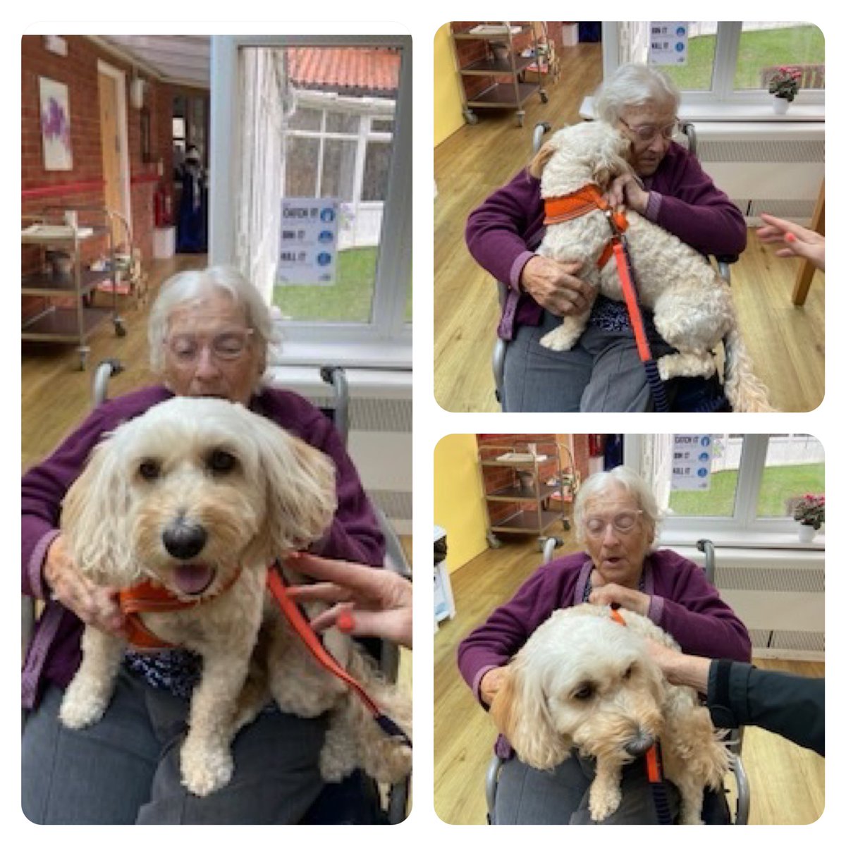 ARMSCARE's tweet photo. Our lovely lady Una loves when her four paw friend Ella visits!!! And so do we😊🦮💜 #care #dementiacarehomes #supportingall #petlovers #sweet #family #thanksella #DementiaCare #dementiaAwareness #wecare #grateful #visits #love https://t.co/tP4V7dPGgi