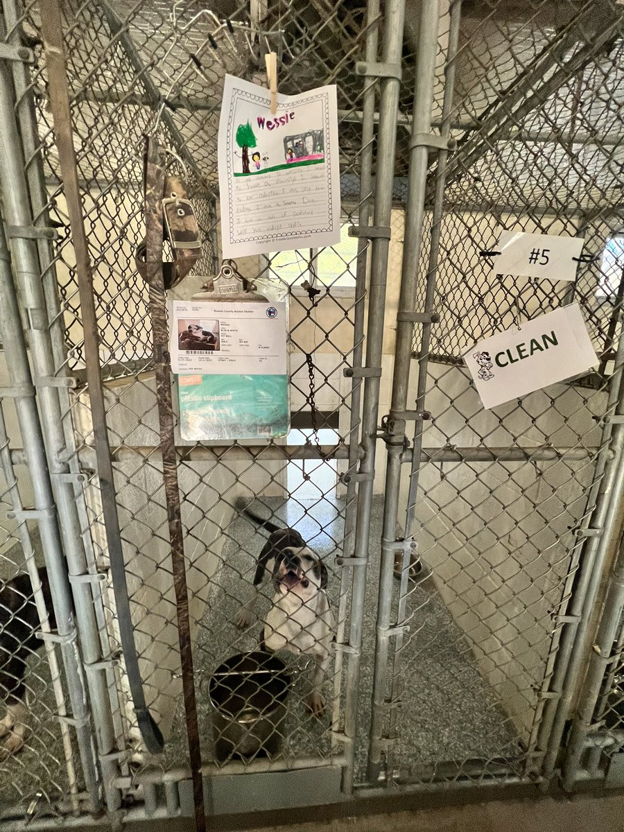 JJaramilloESL's tweet photo. After Clai Martin’s visit, the Rowan County animal shelter enforcement Manager, 3rd grade ELLs wrote letters to help shelter pets be adopted. Some of them already are and the new owners took the letters home!
@RSSchoolsNC @ParticipateLrng #rssextraordinary @knollwoodelem https://t.co/bu77pouzgp